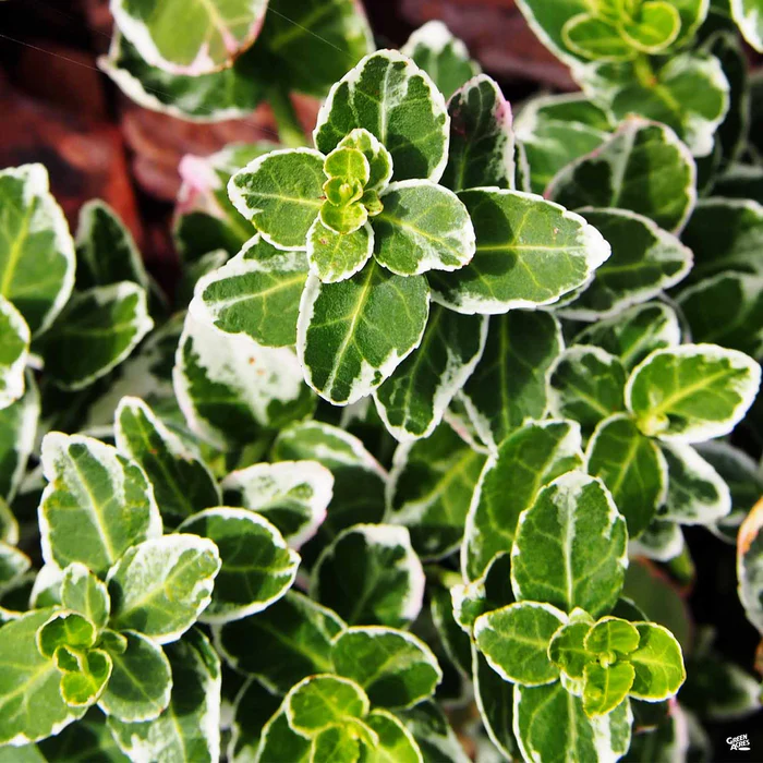 Euonymus 'Emerald Gaiety'