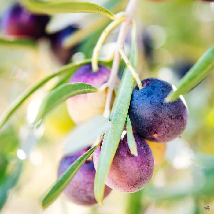 Olive 'Mission'