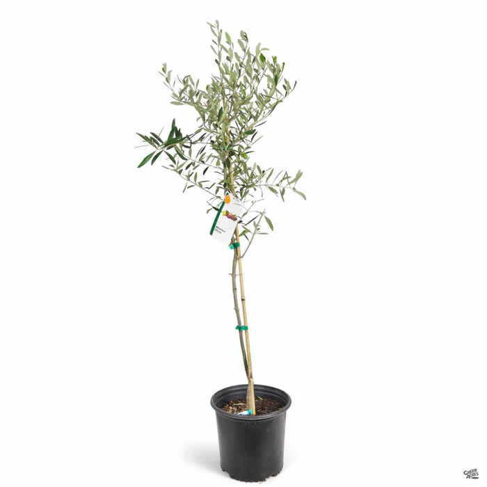 Olive 'Mission'