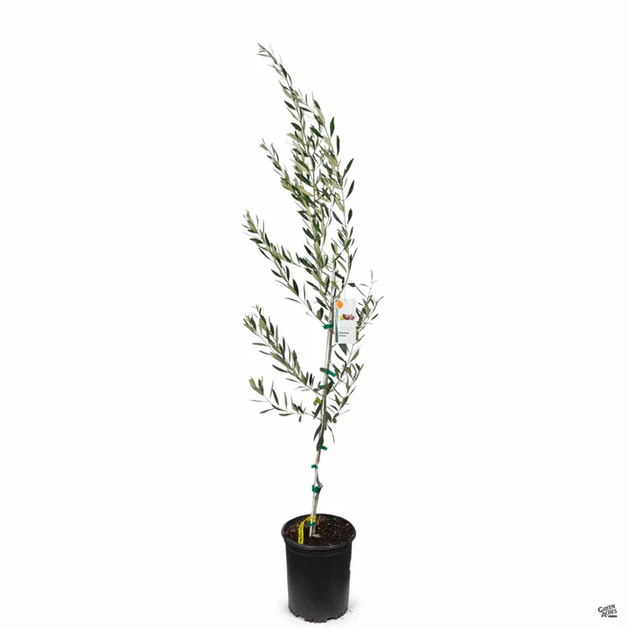 Olive 'Mission'
