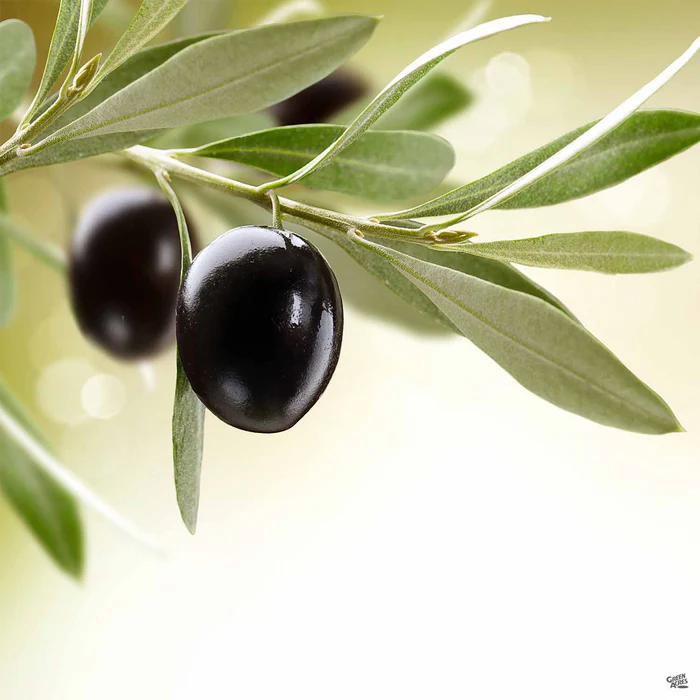 3784-olive-manzanillo-1.webp Olive 'Manzanillo'