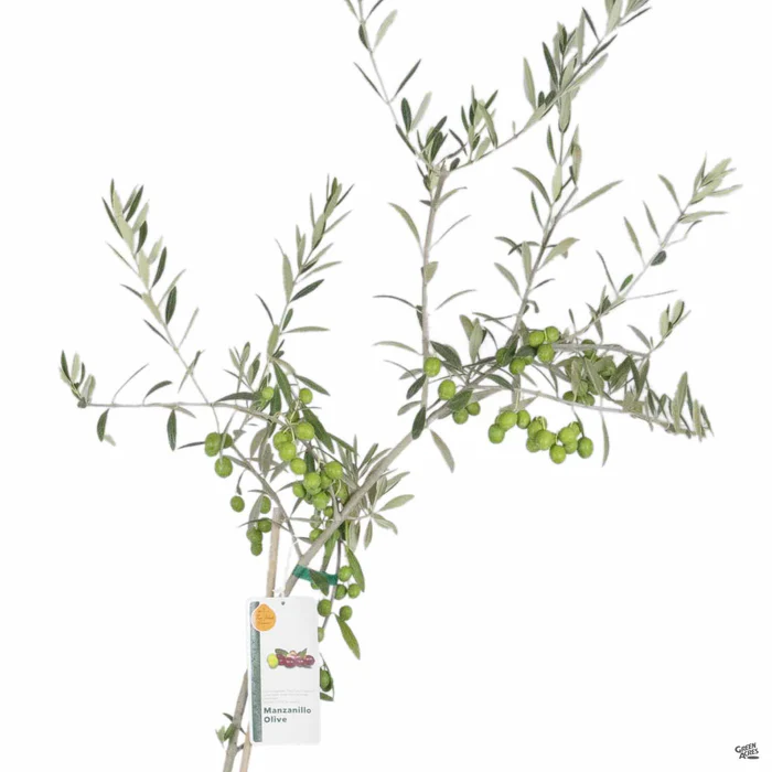 3784-olive-manzanillo-2.webp Olive 'Manzanillo'