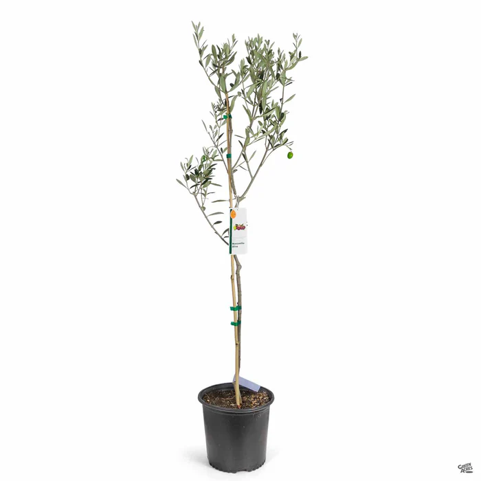 3784-olive-manzanillo-3.webp Olive 'Manzanillo'