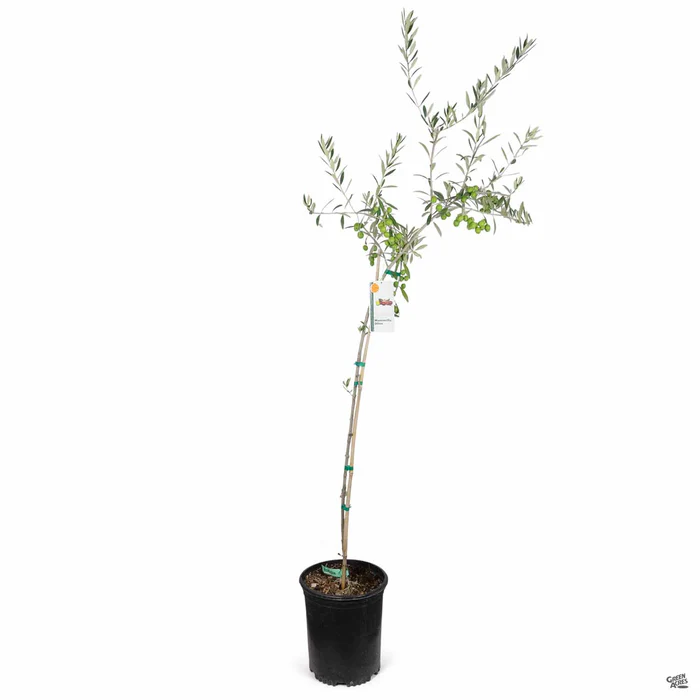 3784-olive-manzanillo-4.webp Olive 'Manzanillo'