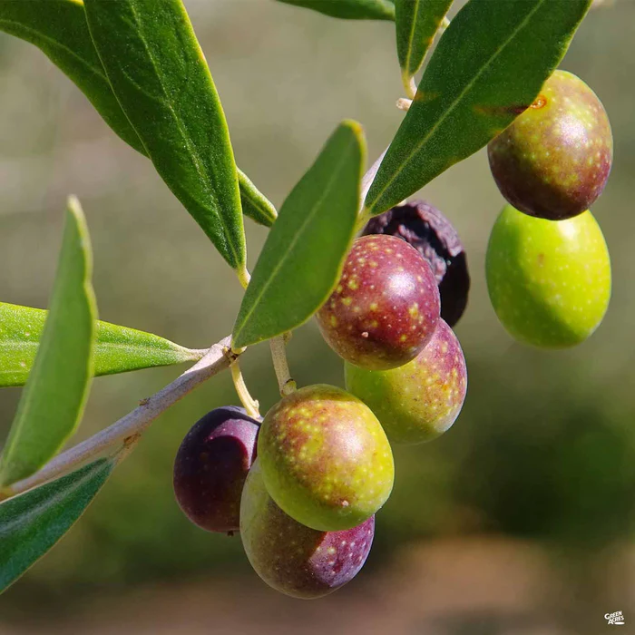 3787-olive-frantoio-1.webp Olive 'Frantoio'
