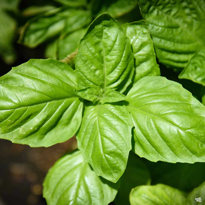 3795-basil-large-leaf-italian-1.webp Basil 'Large Leaf Italian'