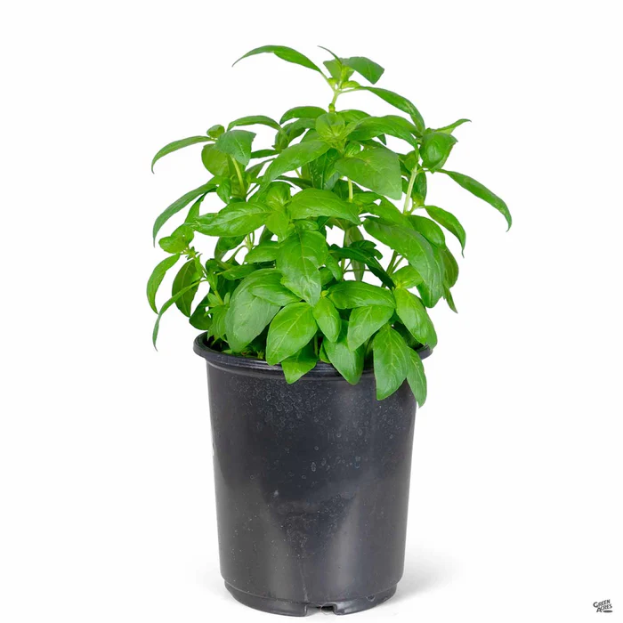 3795-basil-large-leaf-italian-2.webp Basil 'Large Leaf Italian'
