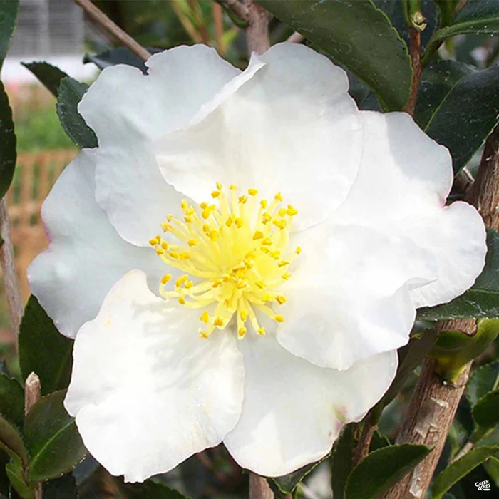 Camellia s. 'Setsugekka' | Monrovia