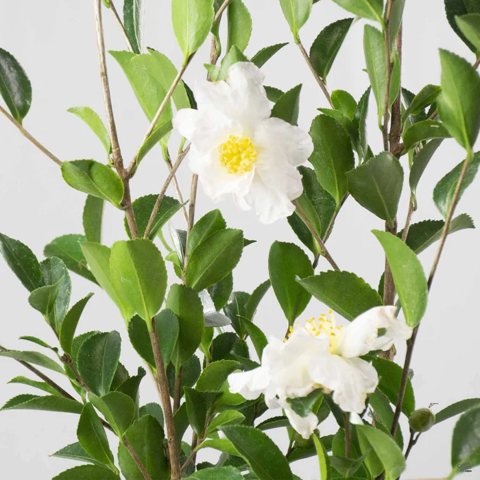 Camellia s. 'Setsugekka' | Monrovia