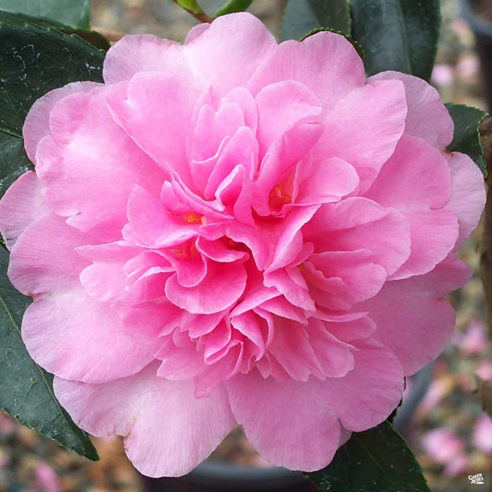 Camellia s. 'Showa-No-Sakae' | Monrovia