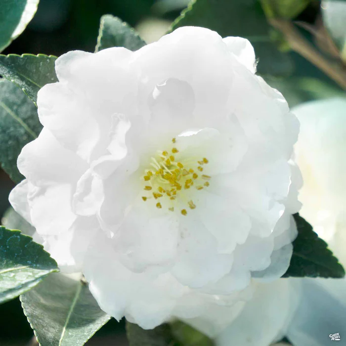 3801-camellia-s.-white-doves-1.webp Camellia s. 'White Doves'