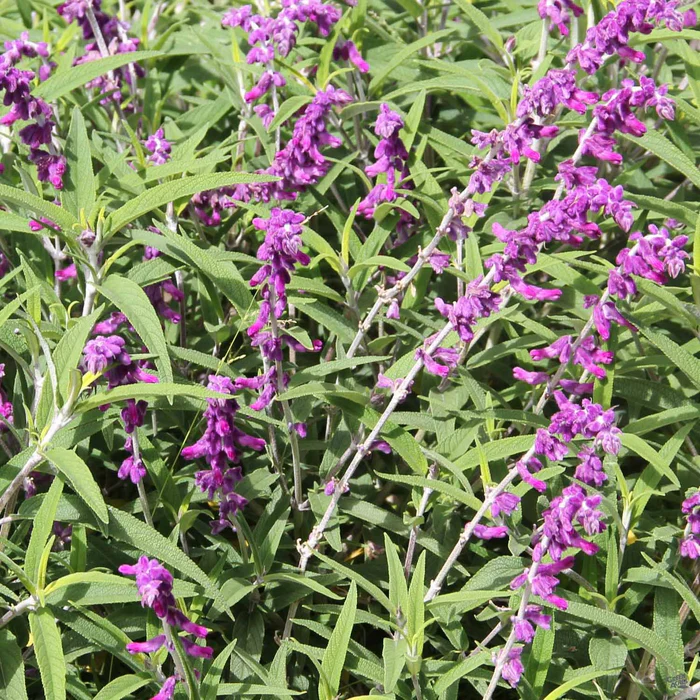 381-mexican-bush-sage-1.webp Mexican Bush Sage