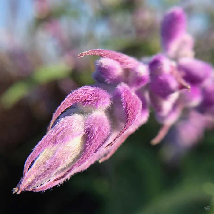 381-mexican-bush-sage-2.webp Mexican Bush Sage