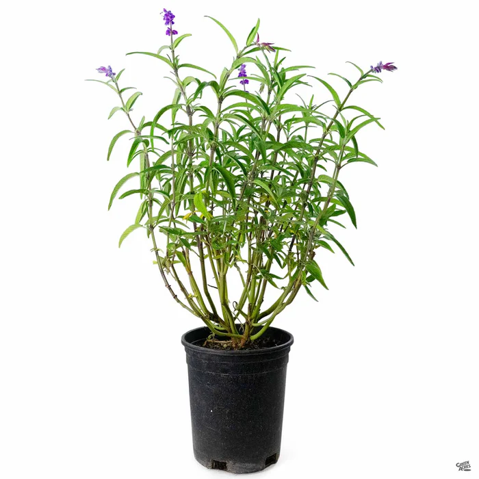 381-mexican-bush-sage-3.webp Mexican Bush Sage