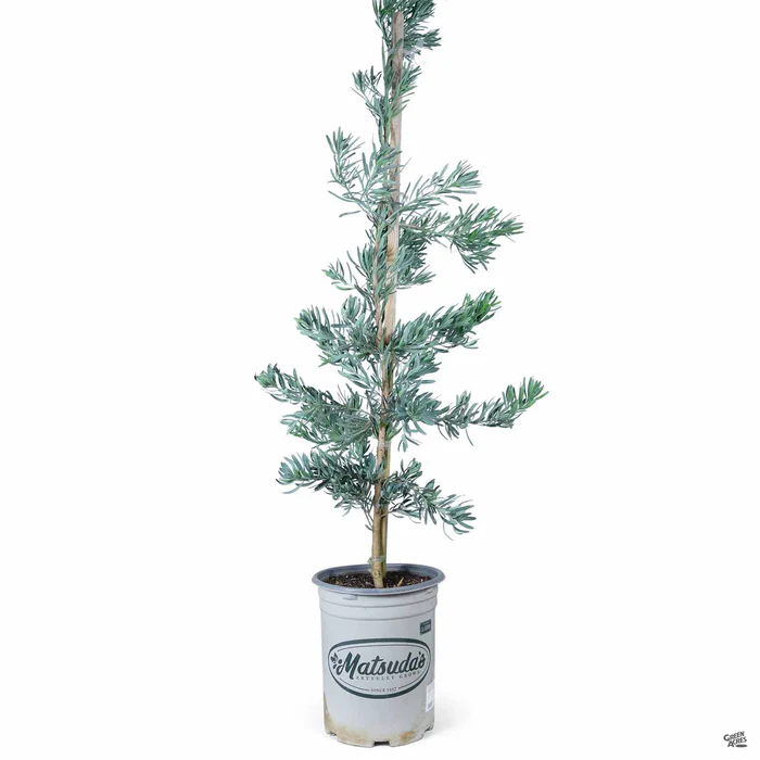 Fern Pine 'Glacier Blue'