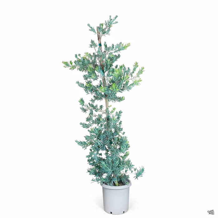 Fern Pine 'Glacier Blue'