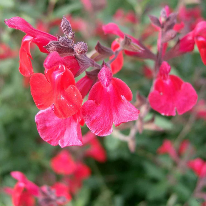 Small-Leaved Sage