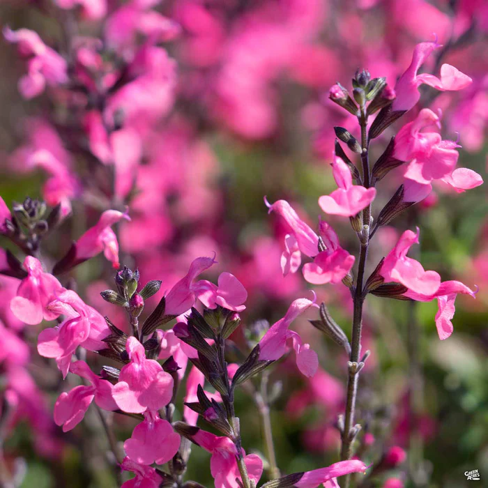 Small-Leaved Sage