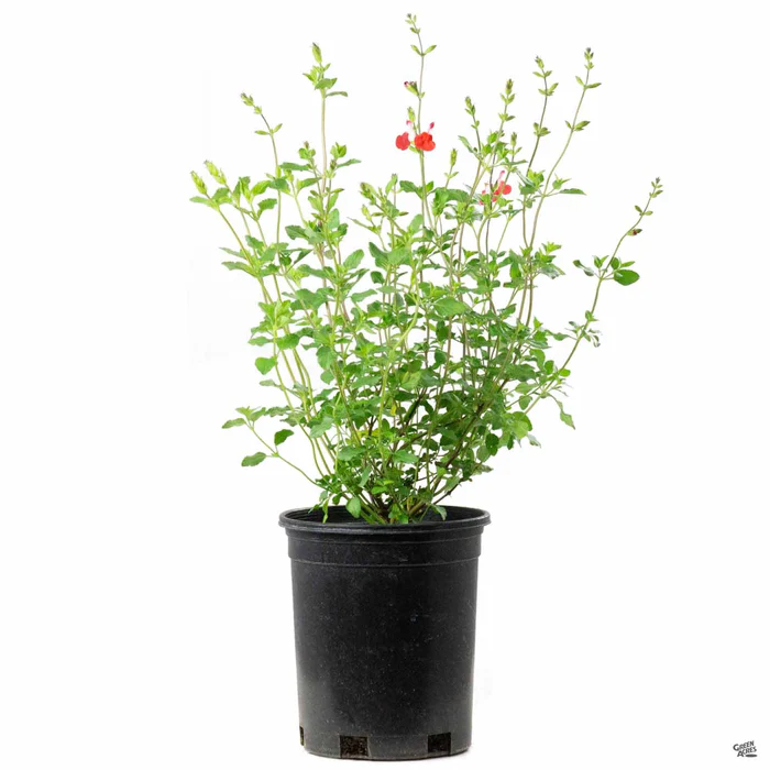 Small-Leaved Sage