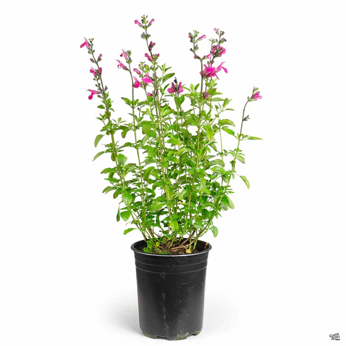 Small-Leaved Sage