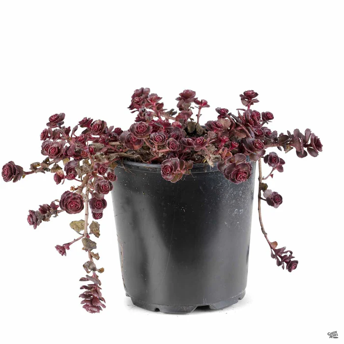 Stonecrop 'Dragon's Blood'