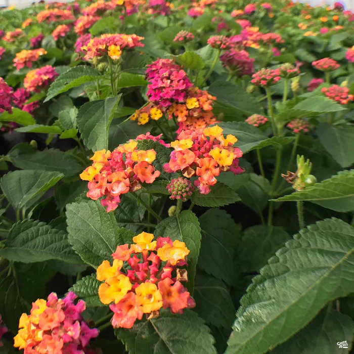 3838-lucky-lantana-1.webp Lucky Lantana
