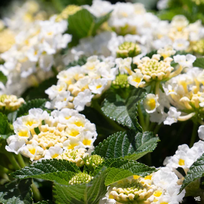 Havana Lantana