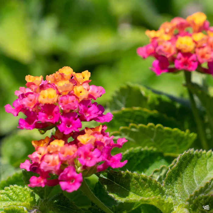 Havana Lantana