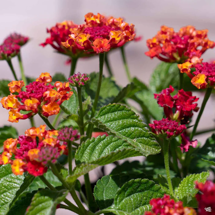 Havana Lantana