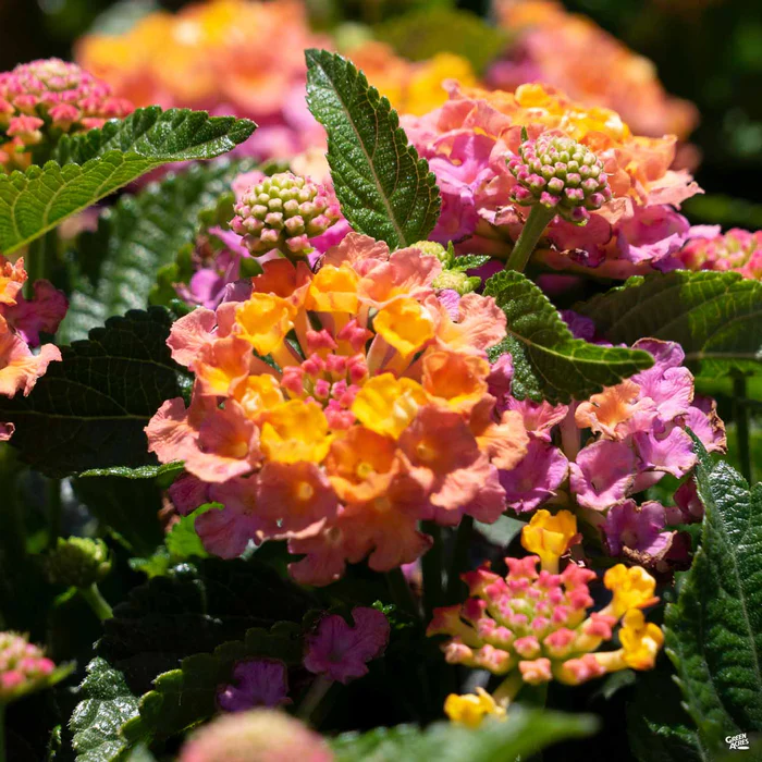 Havana Lantana