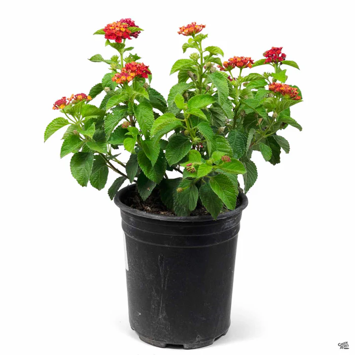 Havana Lantana
