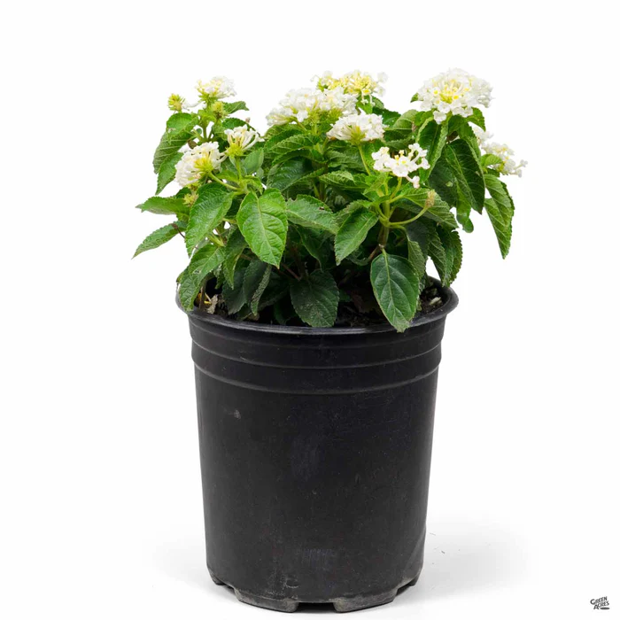 Havana Lantana