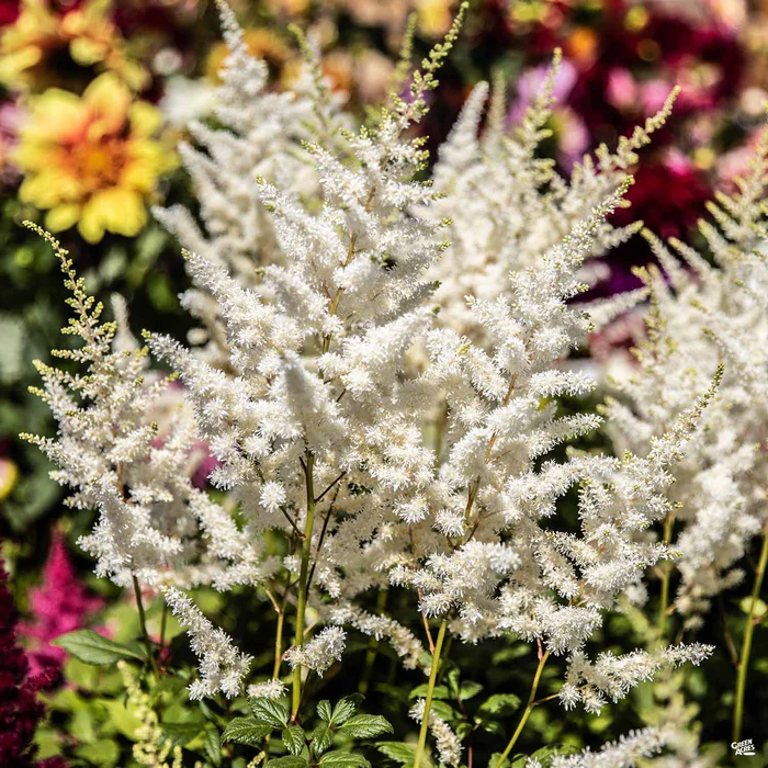 3840-astilbe-2.webp Astilbe