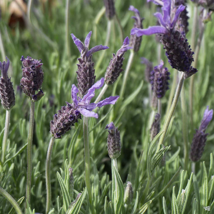 3844-spanish-lavender-dedication-1.webp Spanish Lavender 'Dedication'
