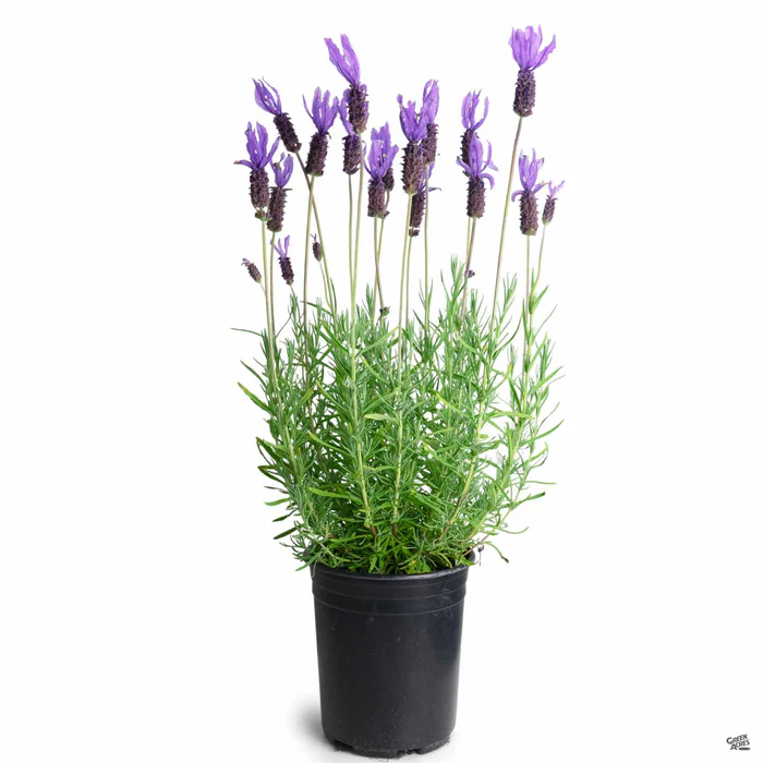 3844-spanish-lavender-dedication-2.webp Spanish Lavender 'Dedication'