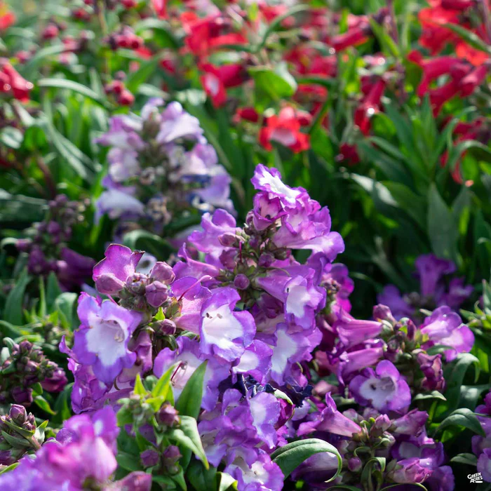 3845-garden-penstemon-1.webp Garden Penstemon
