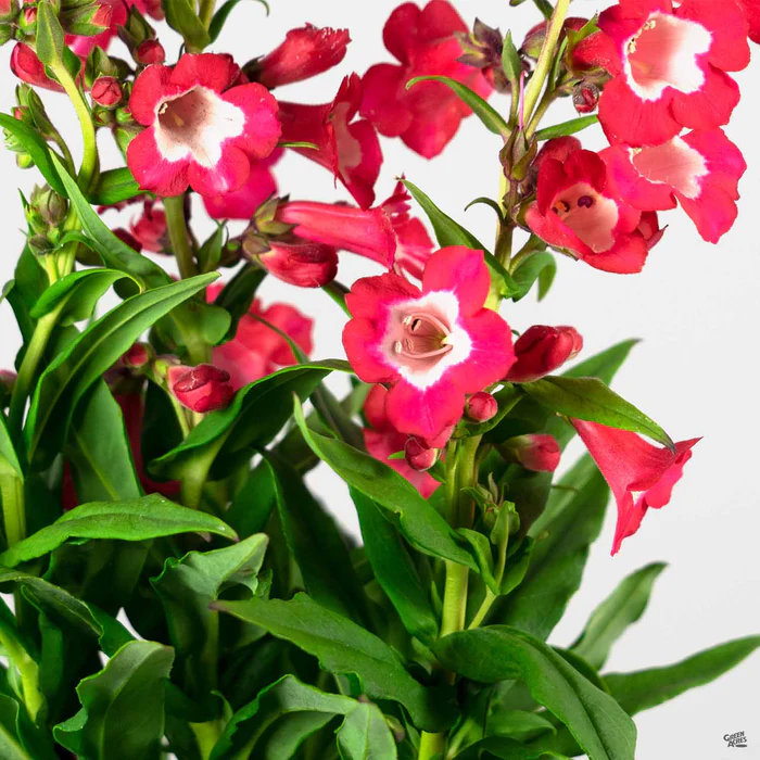3845-garden-penstemon-2.webp Garden Penstemon