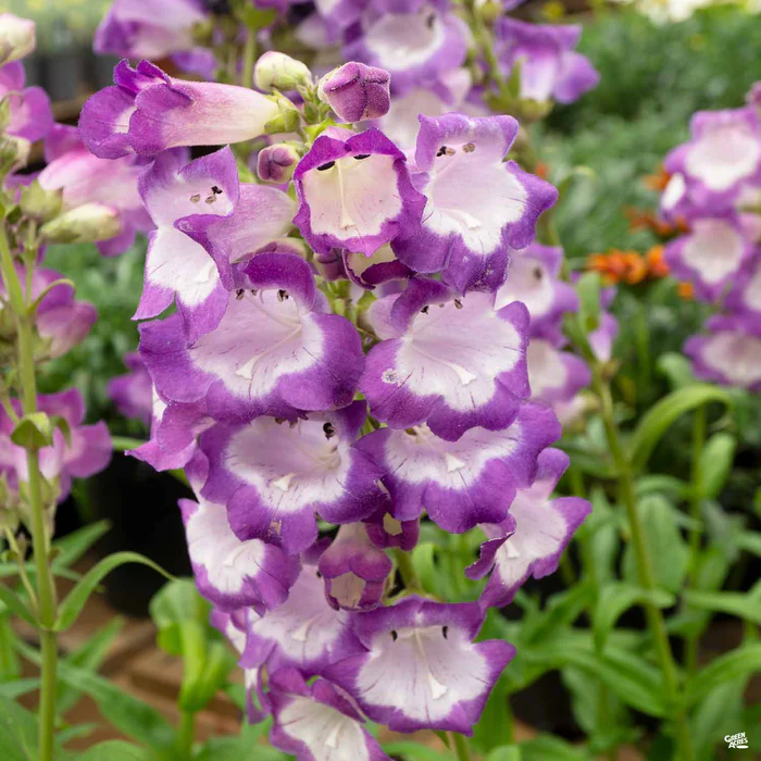 3845-garden-penstemon-3.webp Garden Penstemon