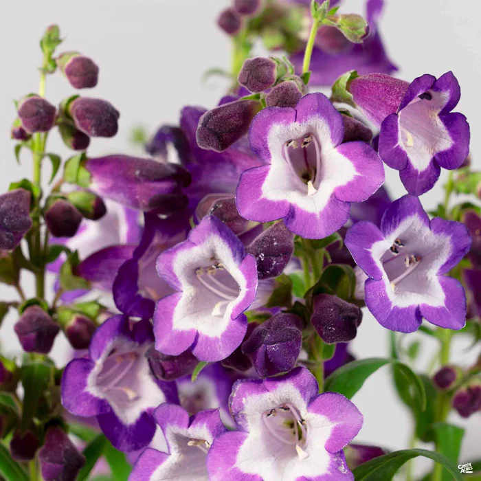 3845-garden-penstemon-4.webp Garden Penstemon
