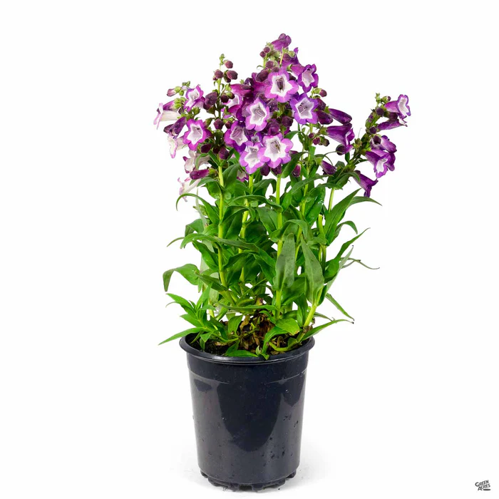 3845-garden-penstemon-5.webp Garden Penstemon
