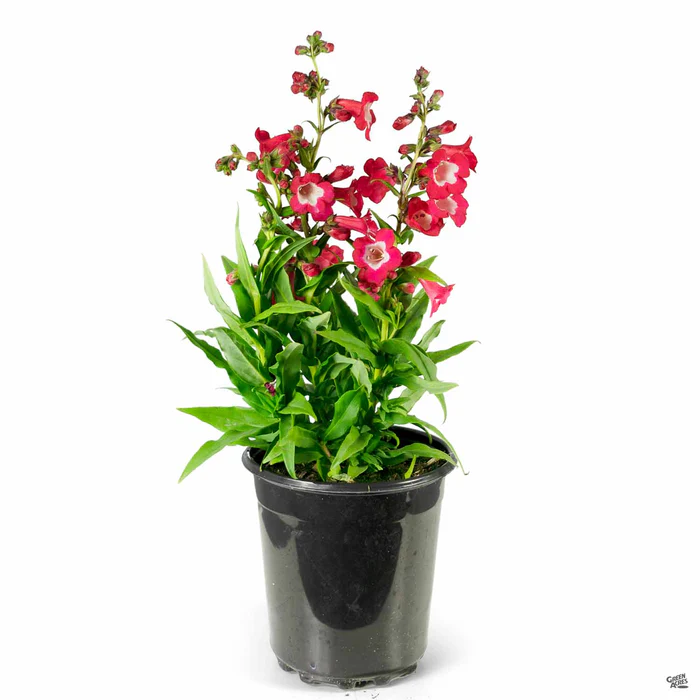 3845-garden-penstemon-6.webp Garden Penstemon