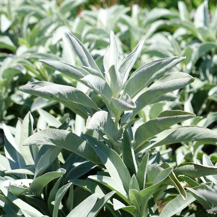 California White Sage