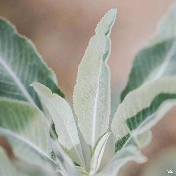 California White Sage