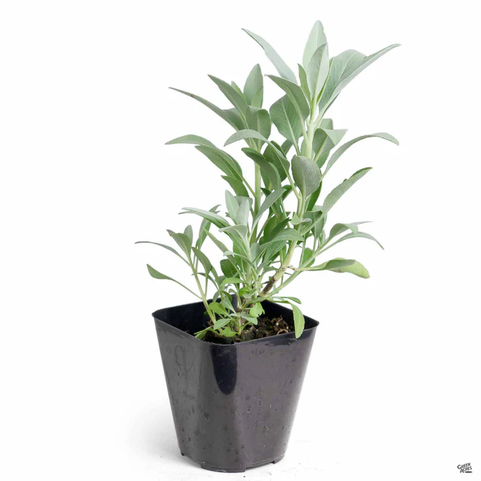 California White Sage