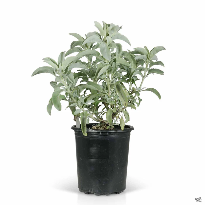 California White Sage