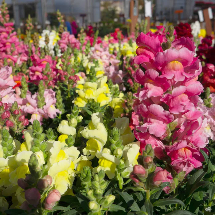 385-snapdragon-1.webp Snapdragon