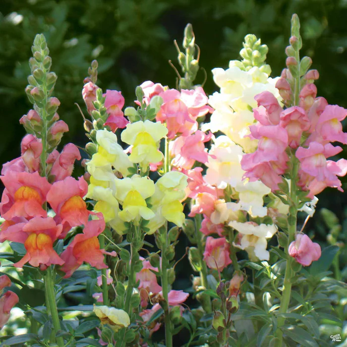 385-snapdragon-2.webp Snapdragon
