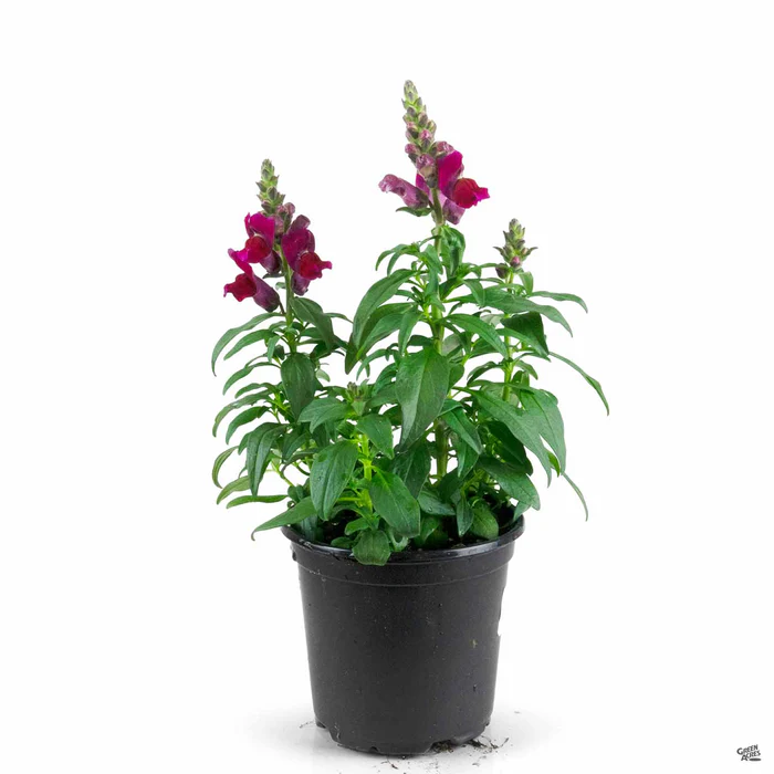 385-snapdragon-3.webp Snapdragon