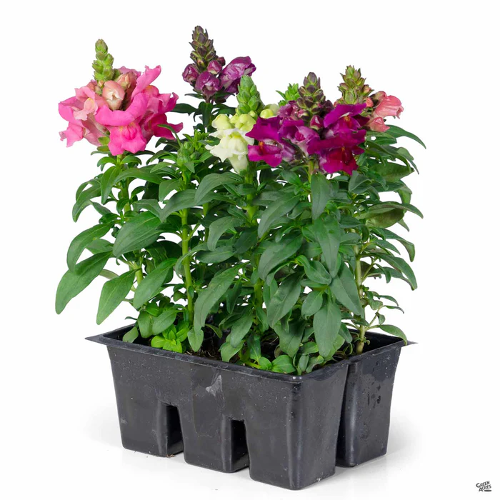 385-snapdragon-5.webp Snapdragon