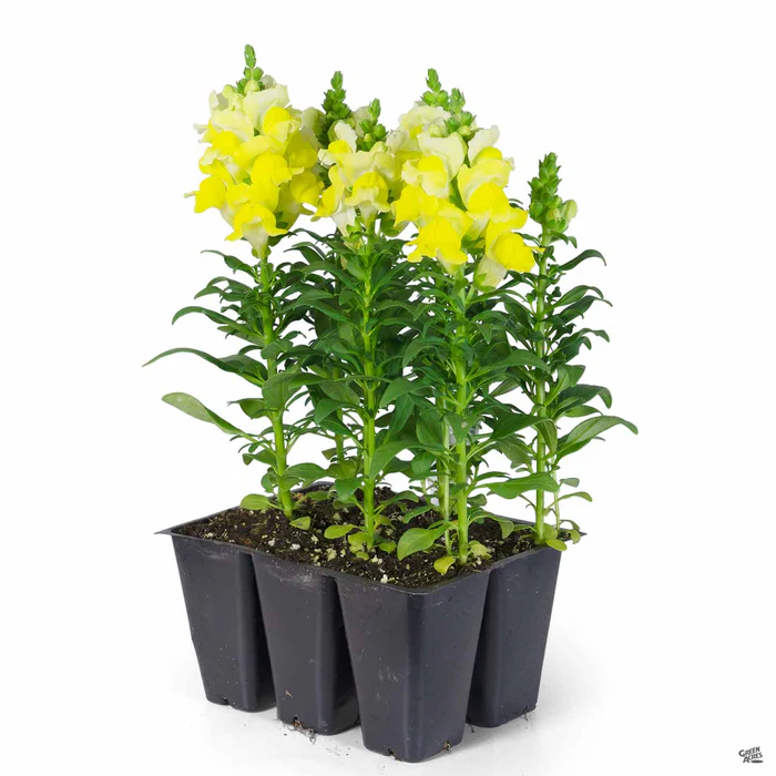 385-snapdragon-6.webp Snapdragon